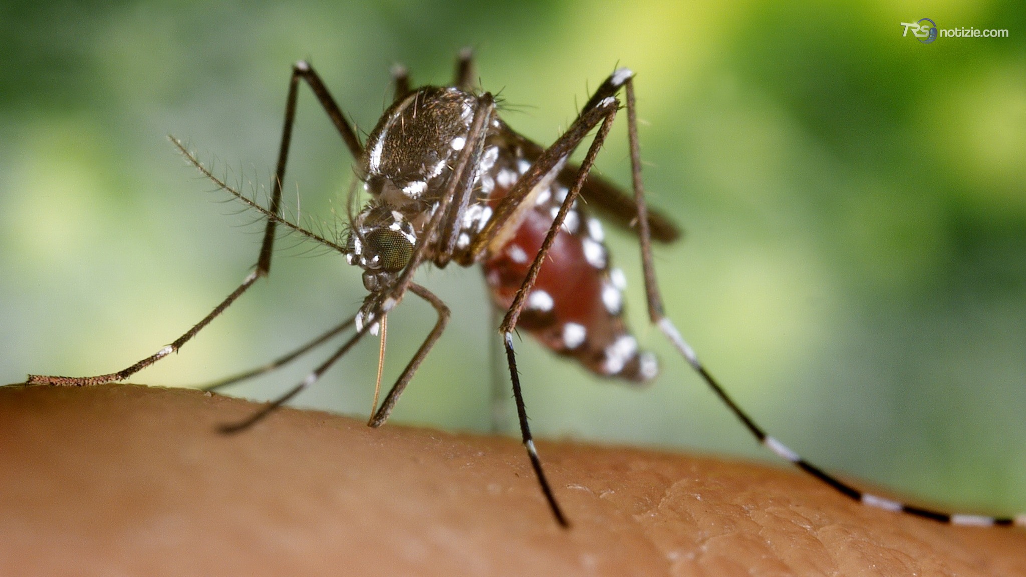 Nuovo caso di virus Dengue a Pisa, il caso di Chikungunya segnalato ad agosto