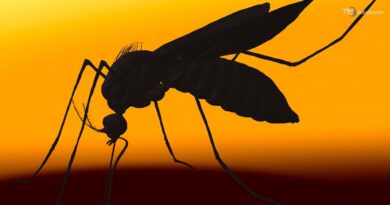 Dengue, rilevato un caso a Reggio Emilia