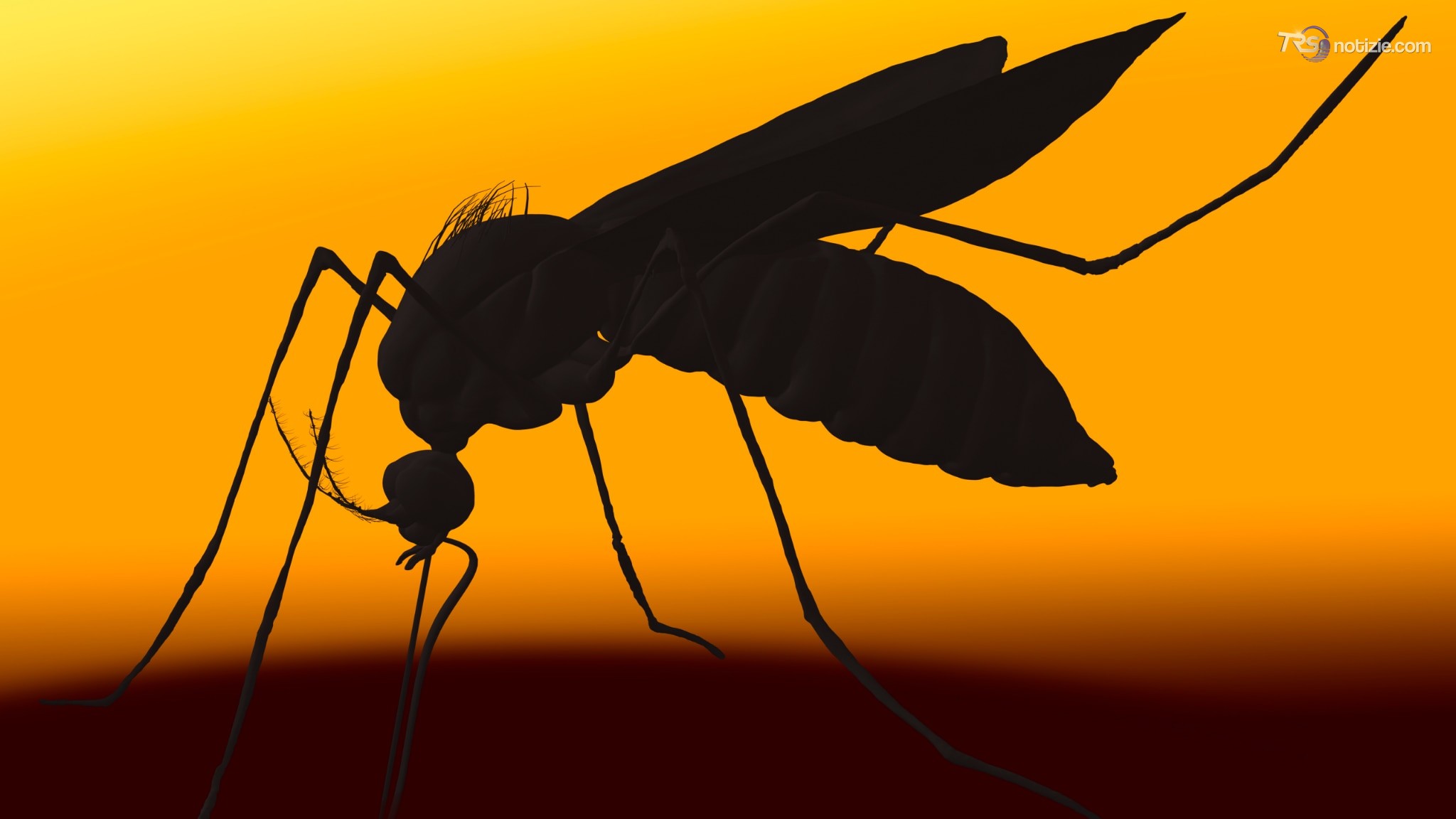 West Nile, Dengue e zanzare tigre: il caldo aumenta la vita dei virus
