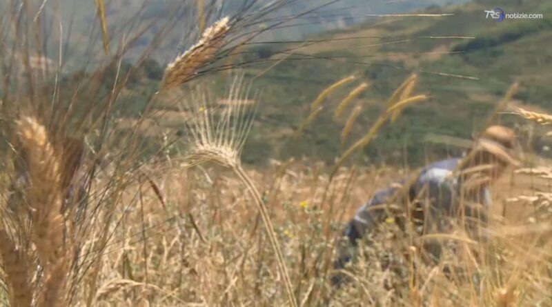 Grani antichi di Sicilia verso l'IGP