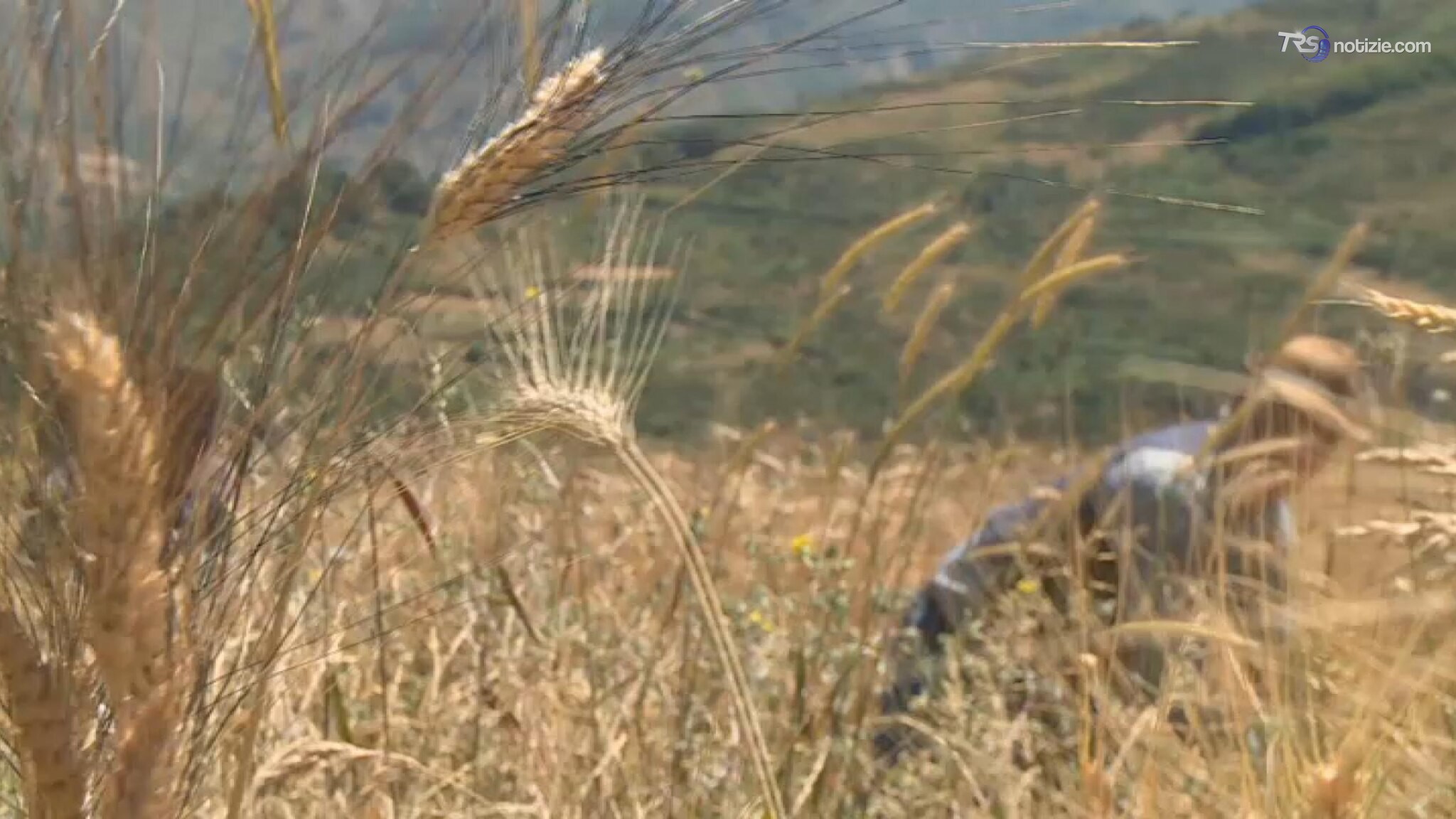 Grani antichi di Sicilia verso l'IGP