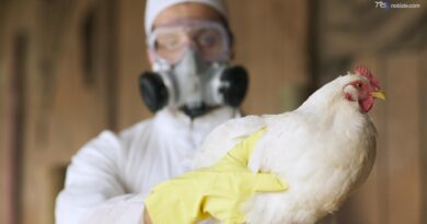 Uruguay, nuova emergenza sanitaria per l'influenza aviaria