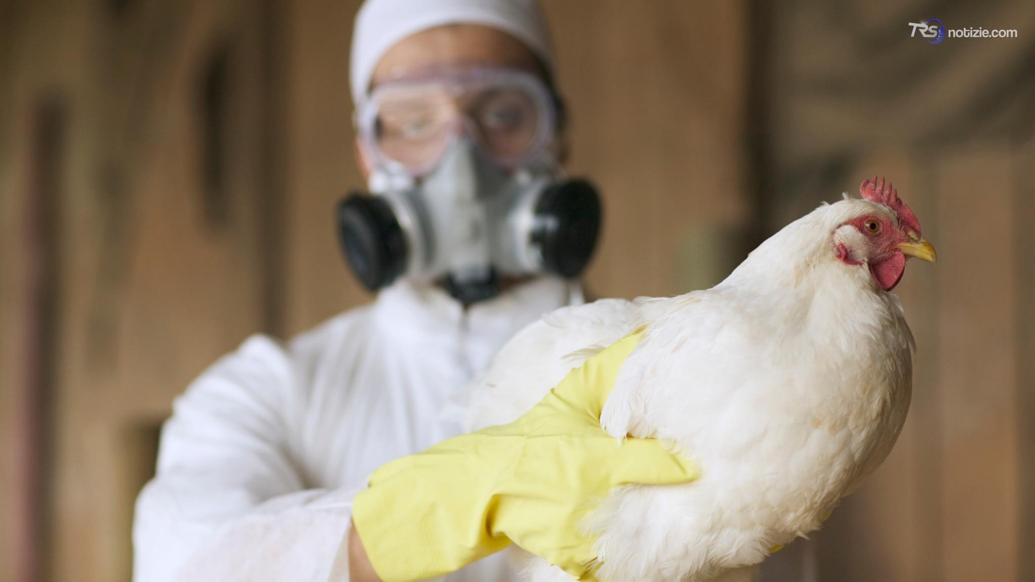 Uruguay, nuova emergenza sanitaria per l'influenza aviaria