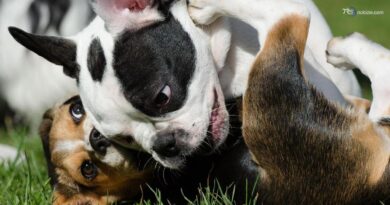 I cani imparano a distinguere le parole come gli umani