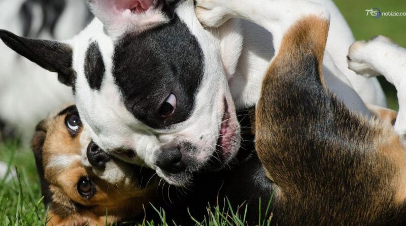I cani imparano a distinguere le parole come gli umani