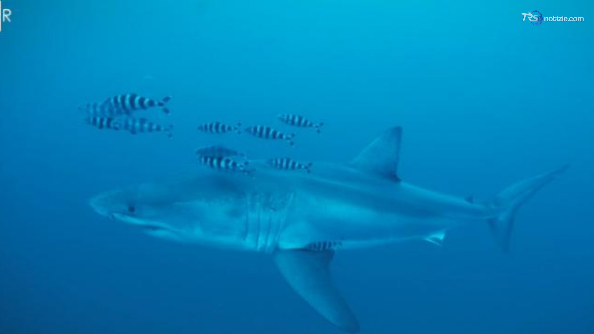 Squali di Sicilia, tra falsi miti e verità scientifiche