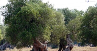 Nel Trapanese scoperti 18 lavoratori irregolari, tra cui cinque minori