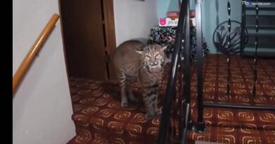 Chiama la polizia per i ladri in casa, gli agenti trovano una lince