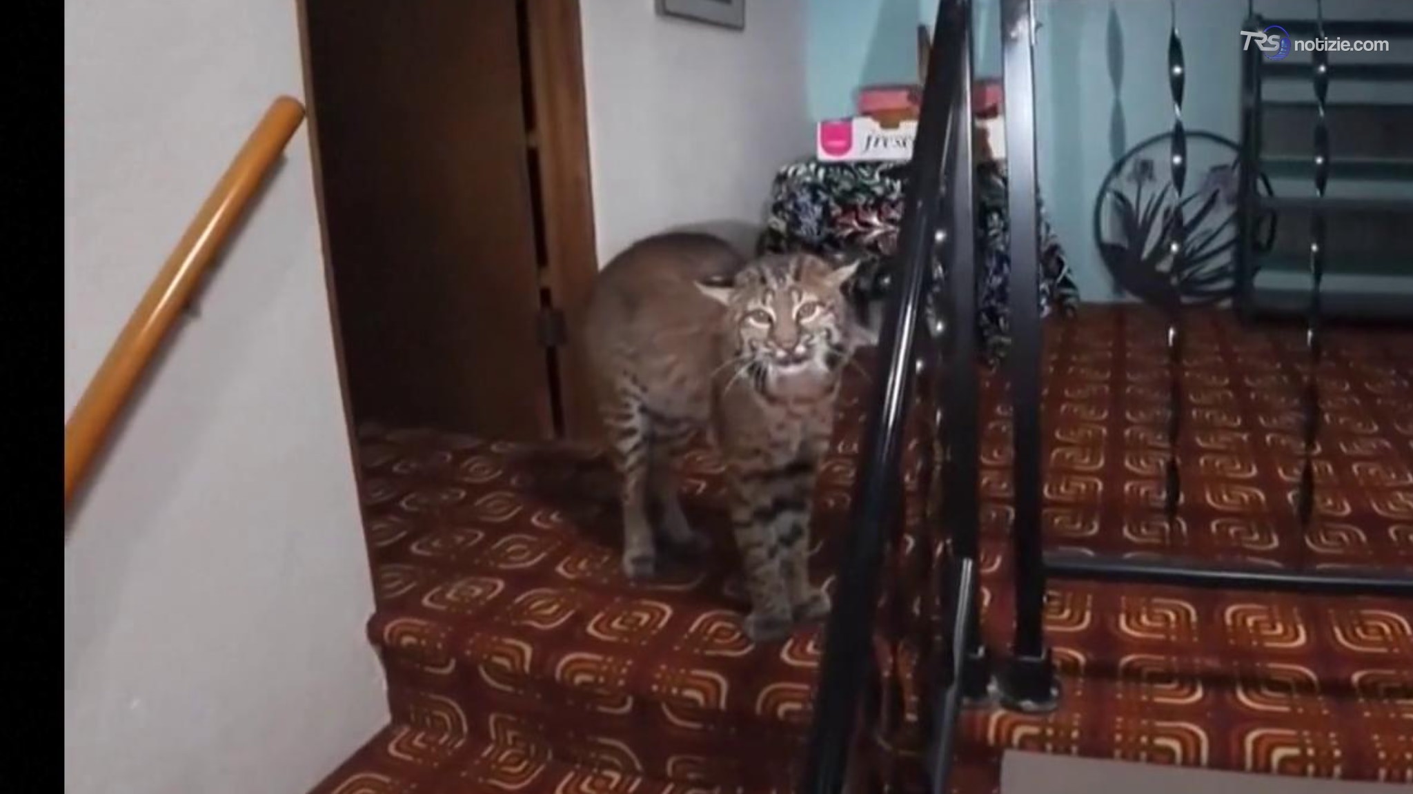 Chiama la polizia per i ladri in casa, gli agenti trovano una lince