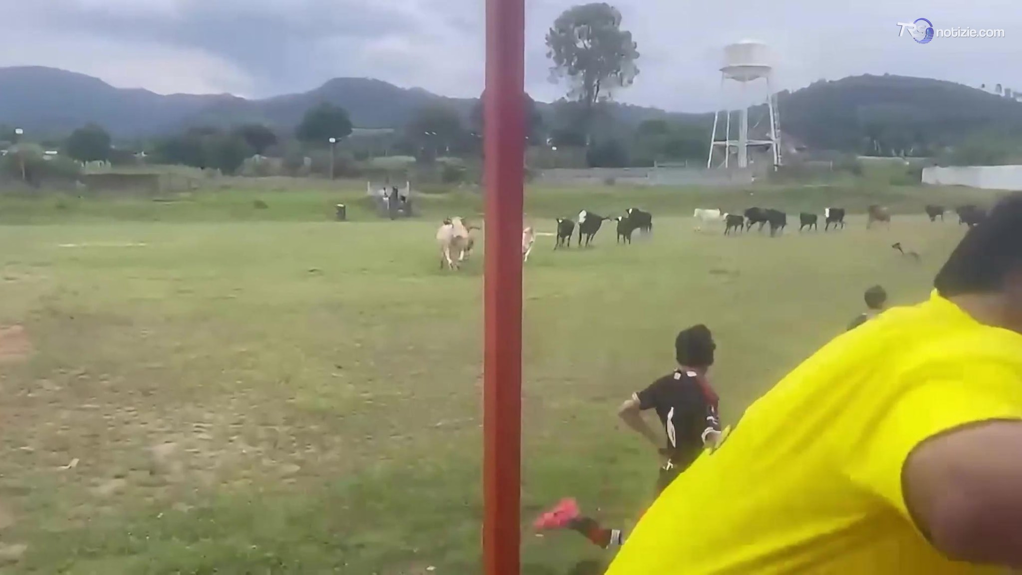 Mandria di mucche mette in fuga i giocatori di calcio: il video esilarante