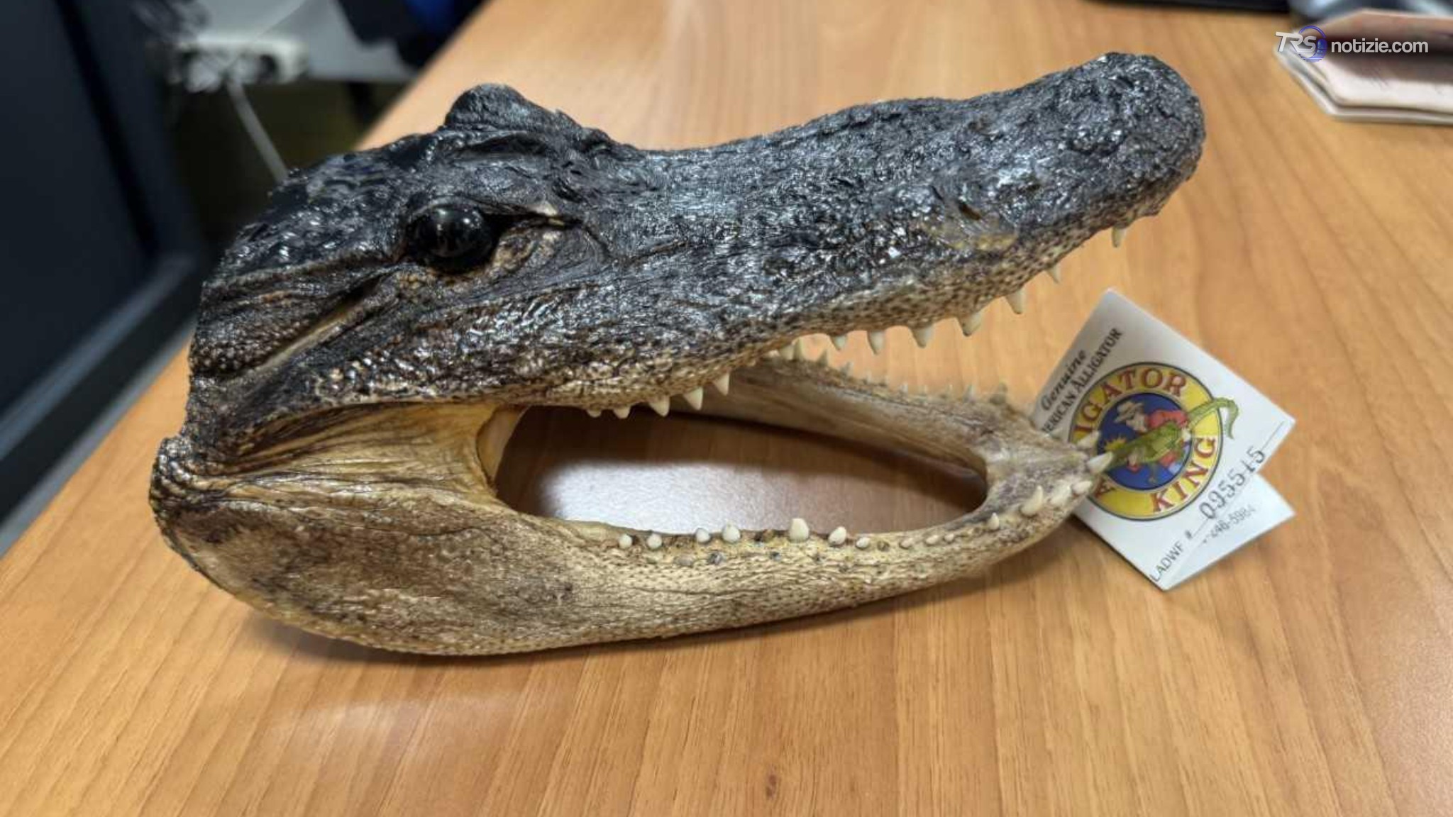 Da Miami a Torino con una testa di coccodrillo in valigia, denunciato un passeggero