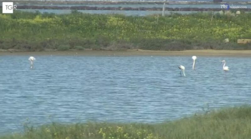 Saline di Trapani, ultimi passaggi tecnici della candidatura Unesco a Riserva della Biosfera