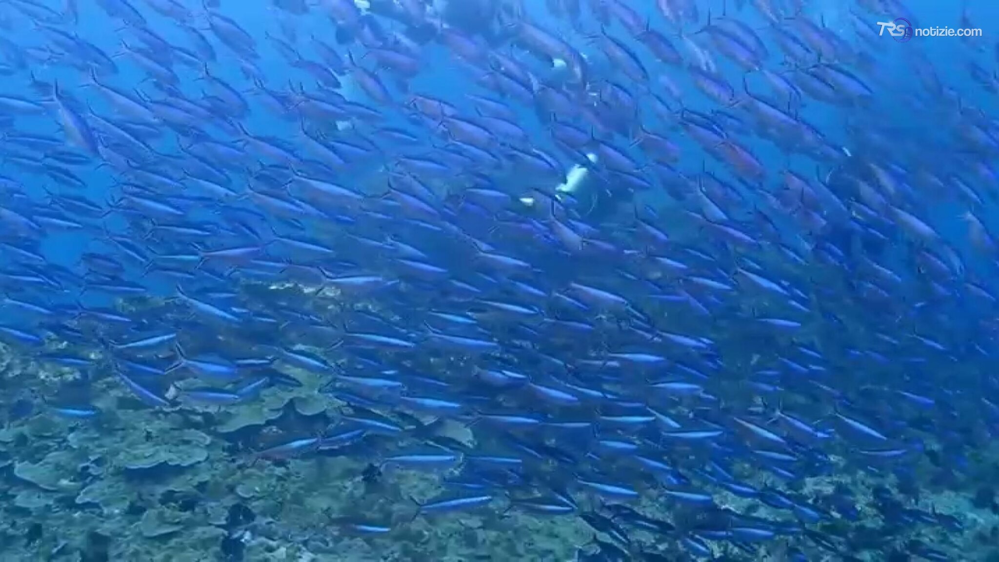 Caro carburanti, contributi della Regione per i pescatori