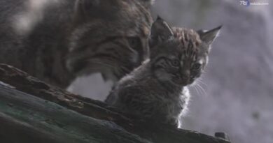 Capriole e saltelli sotto lo sguardo della mamma: il cucciolo di lince è tenerissimo
