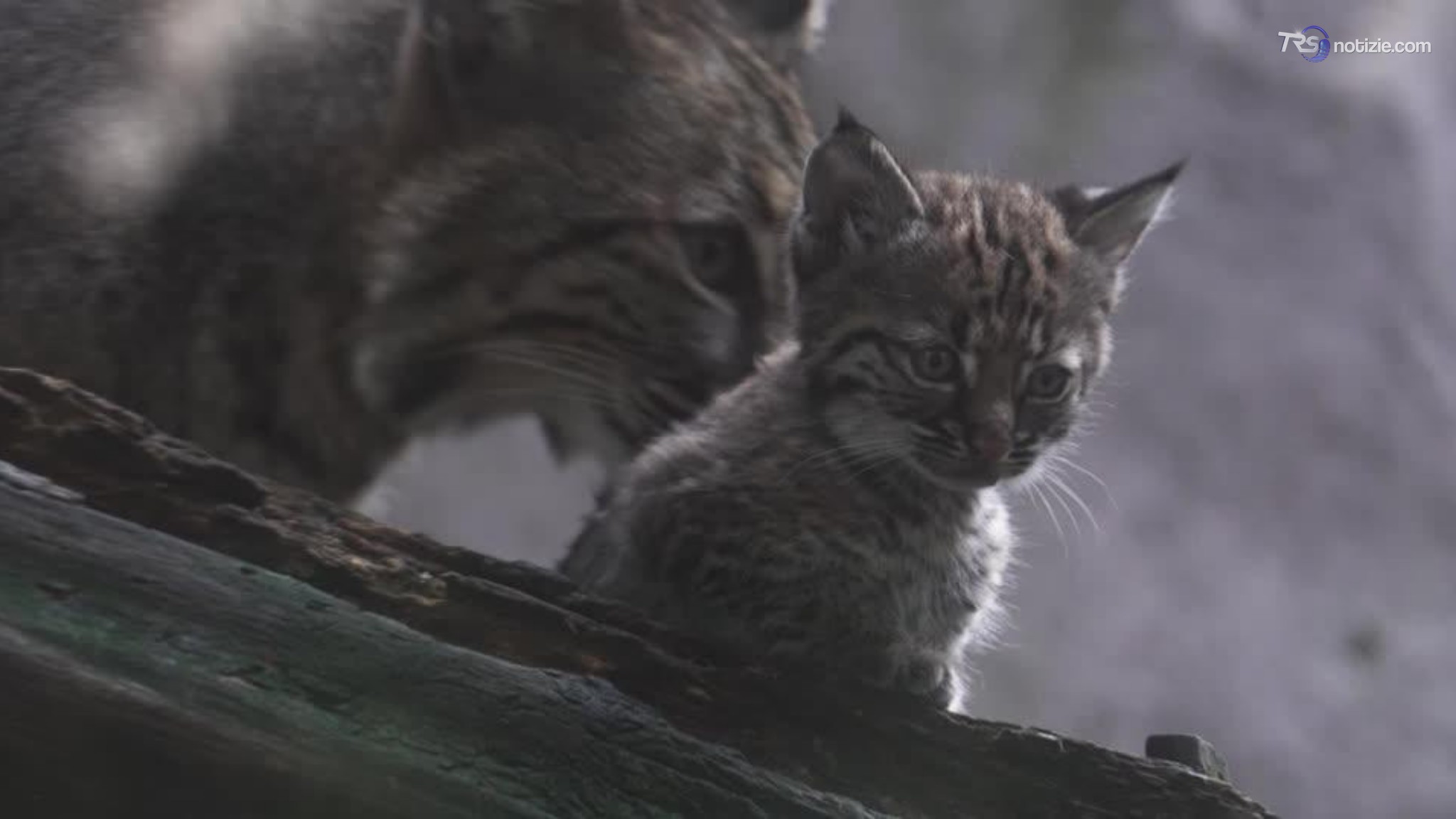 Capriole e saltelli sotto lo sguardo della mamma: il cucciolo di lince è tenerissimo