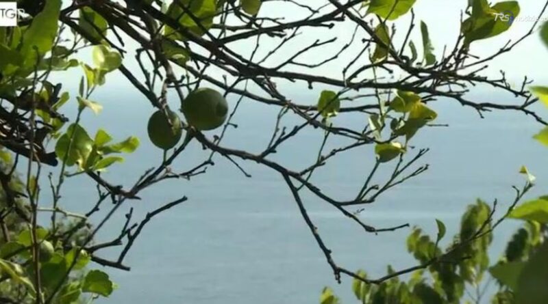 Le eccellenze siciliane a Terra Madre