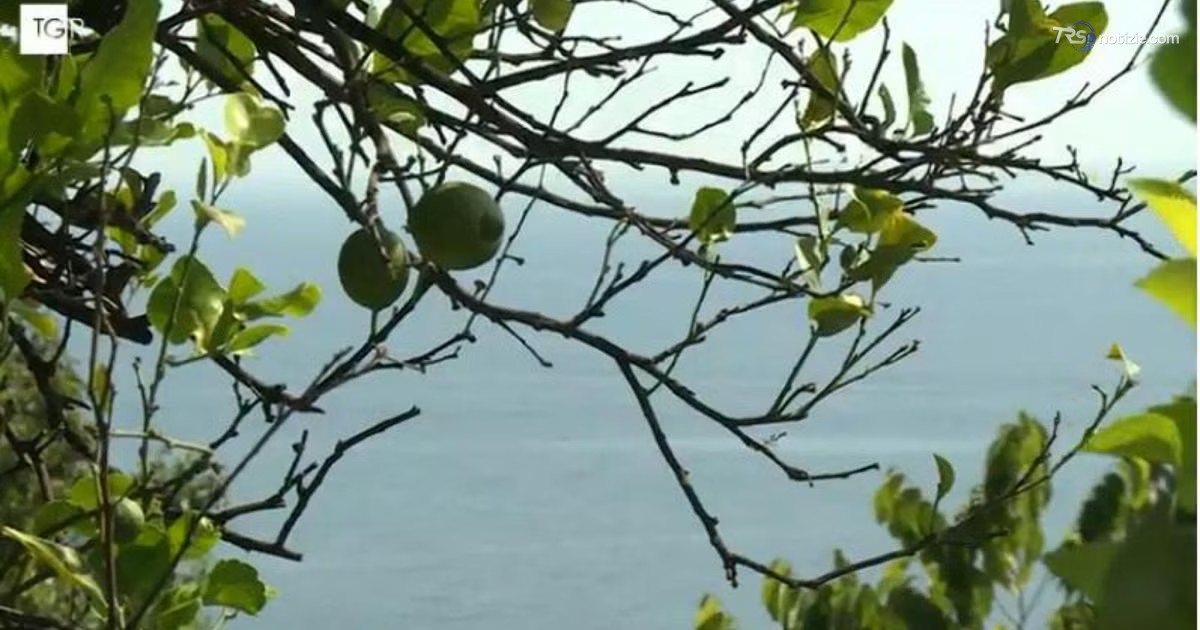 Le eccellenze siciliane a Terra Madre