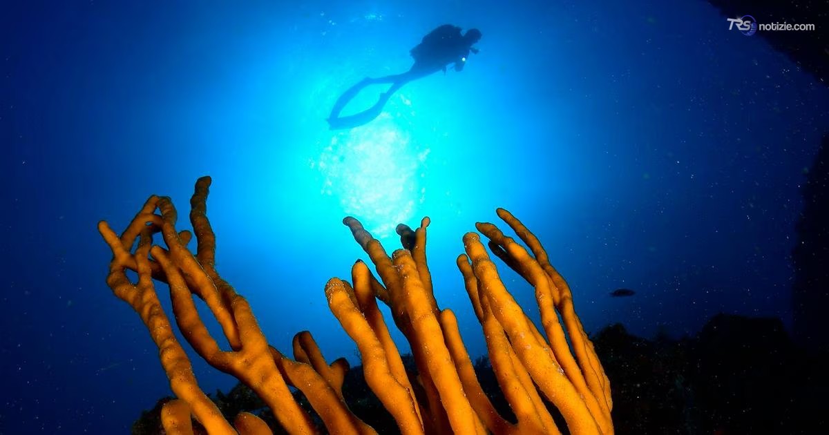 Ponza e Ventotene: il blu si mette in mostra