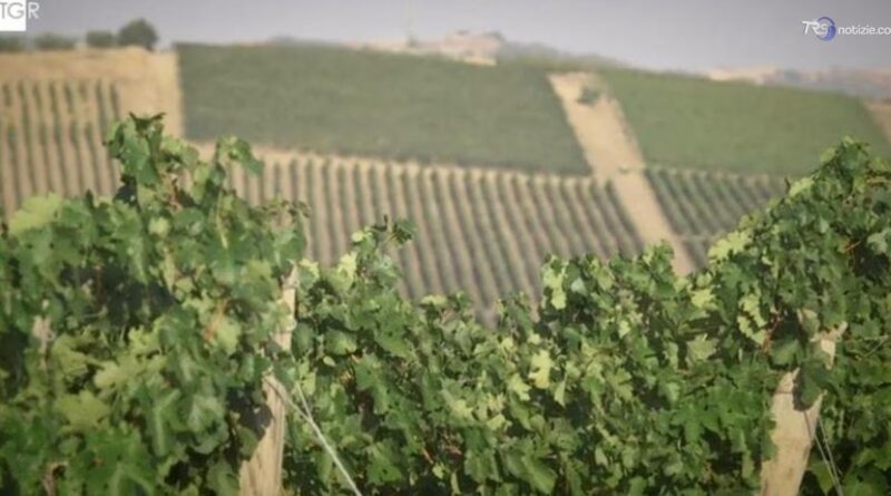 Vendemmia 2026, ottima qualità ma produzione in calo