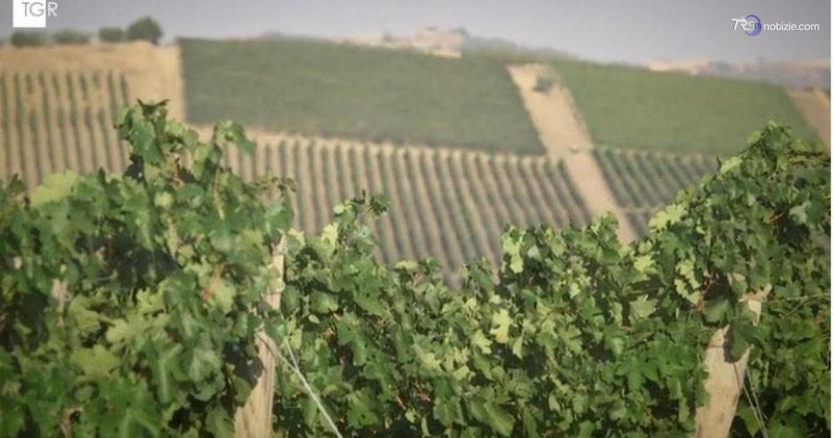 Vendemmia 2026, ottima qualità ma produzione in calo