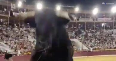 Corrida col brivido, il toro sfonda la recinzione e si scaglia sul pubblico