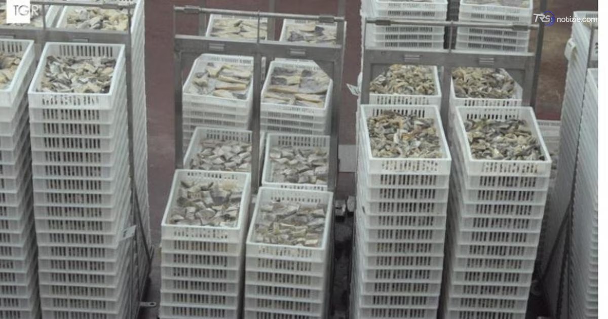 Il pesce stocco guarda all'Unesco