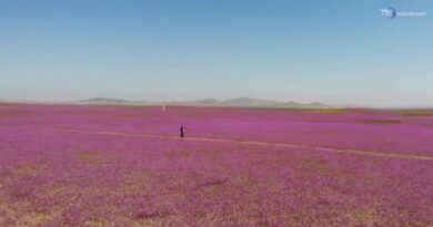 Esplosione di fiori nel deserto di Atacama dopo le piogge di El Niño