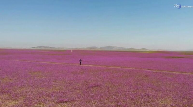 Esplosione di fiori nel deserto di Atacama dopo le piogge di El Niño