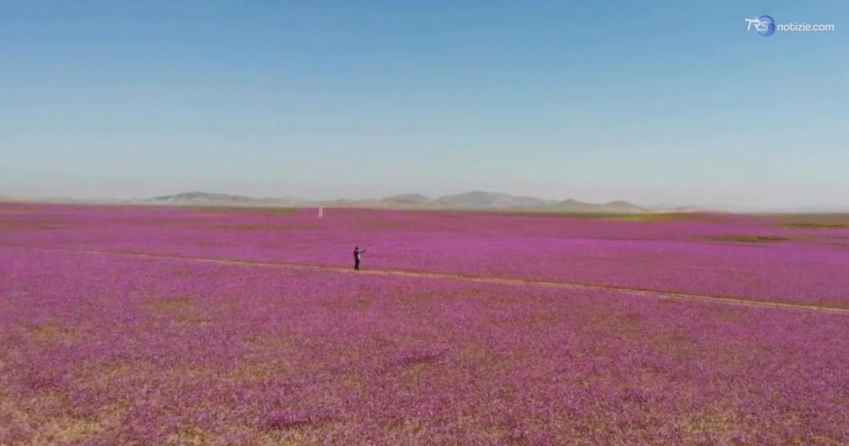 Esplosione di fiori nel deserto di Atacama dopo le piogge di El Niño