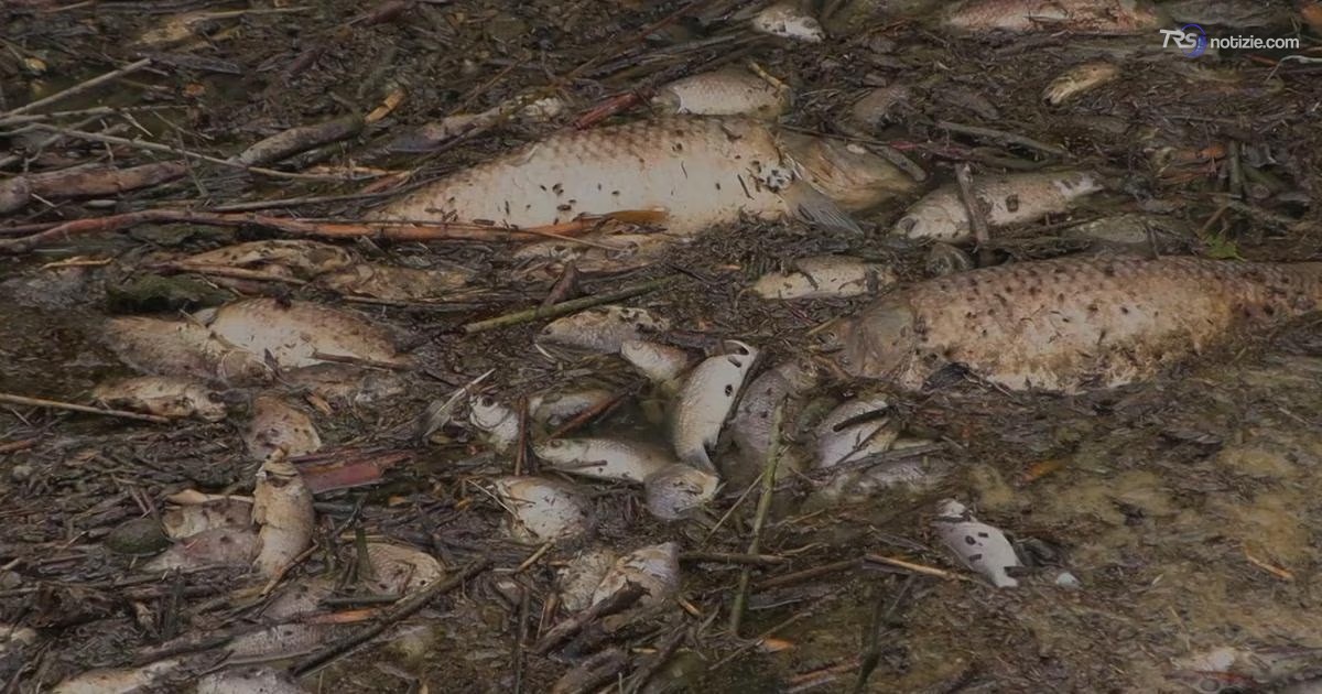 Fuoriuscita di concime da stabilimento, morìa di pesci nel Polesine
