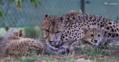 La "lotta" del cucciolo di ghepardo che si contende la mamma con gli altri piccoli