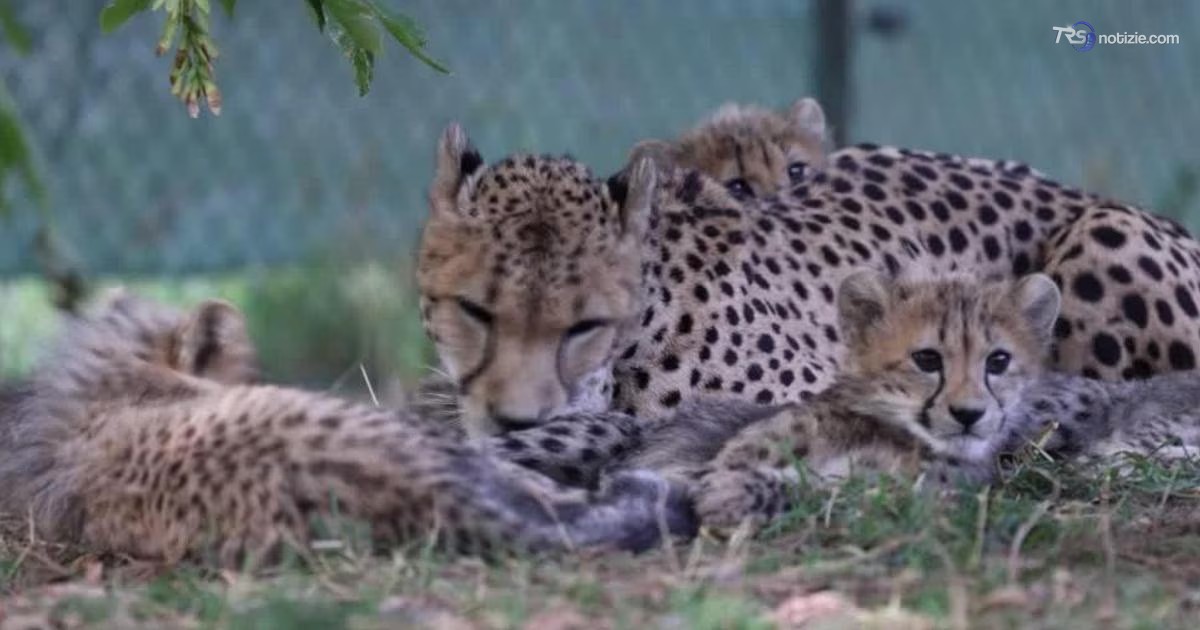 La "lotta" del cucciolo di ghepardo che si contende la mamma con gli altri piccoli