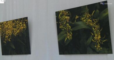 "Urpflanze", all'Orto Botanico una mostra tra scultura e fotografia