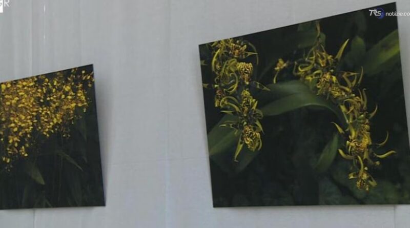 "Urpflanze", all'Orto Botanico una mostra tra scultura e fotografia