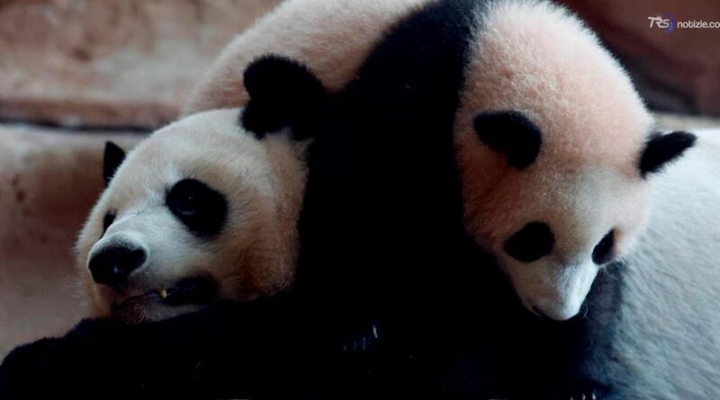 Cina - Stati Uniti, la via della diplomazia passa attraverso i panda giganti