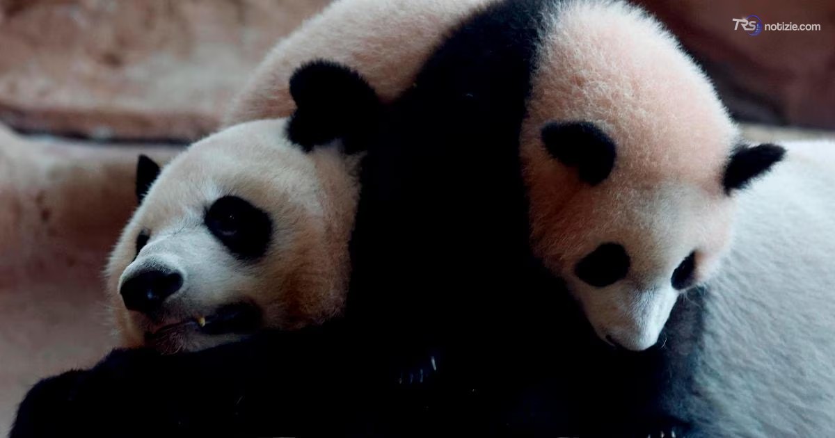 Cina – Stati Uniti, la via della diplomazia passa attraverso i panda giganti