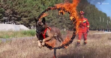 Tra le macerie a caccia di superstiti: ecco l'addestramento dei cani eroi