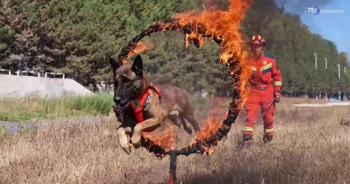 Tra le macerie a caccia di superstiti: ecco l’addestramento dei cani eroi