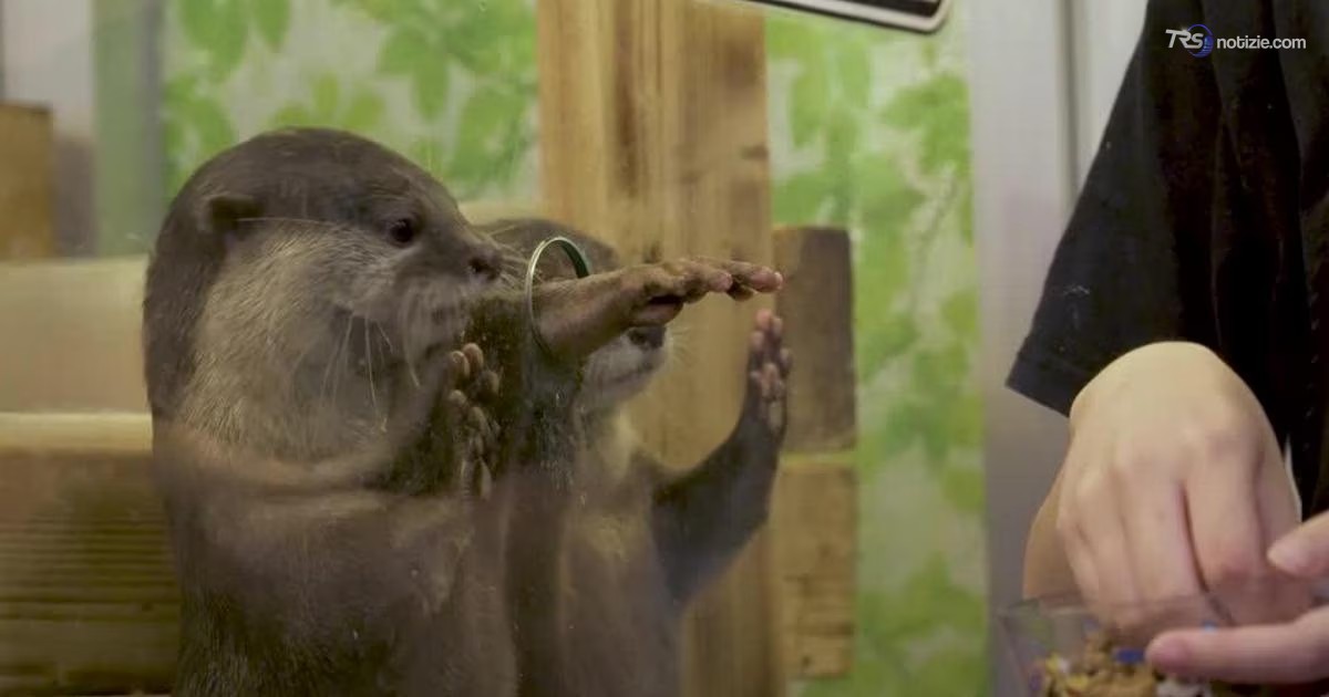 Lontre, gufi e marmotte: stretta del Giappone sui caffè con animali esotici