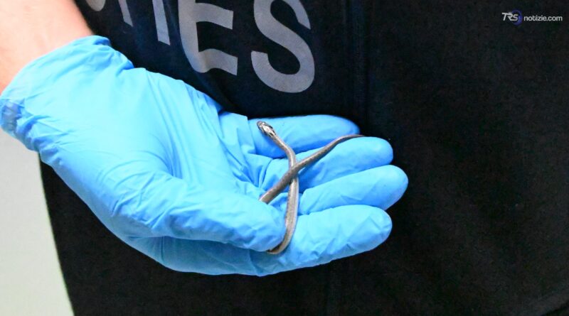 Piccolo serpente a bordo dell’aereo da Lampedusa: sequestrato