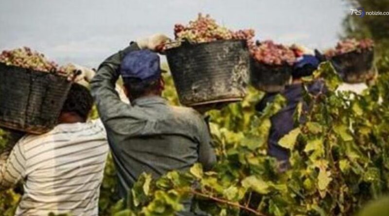Braccianti sfruttati nel Casertano: 14 ore al giorno per un euro a cassetta