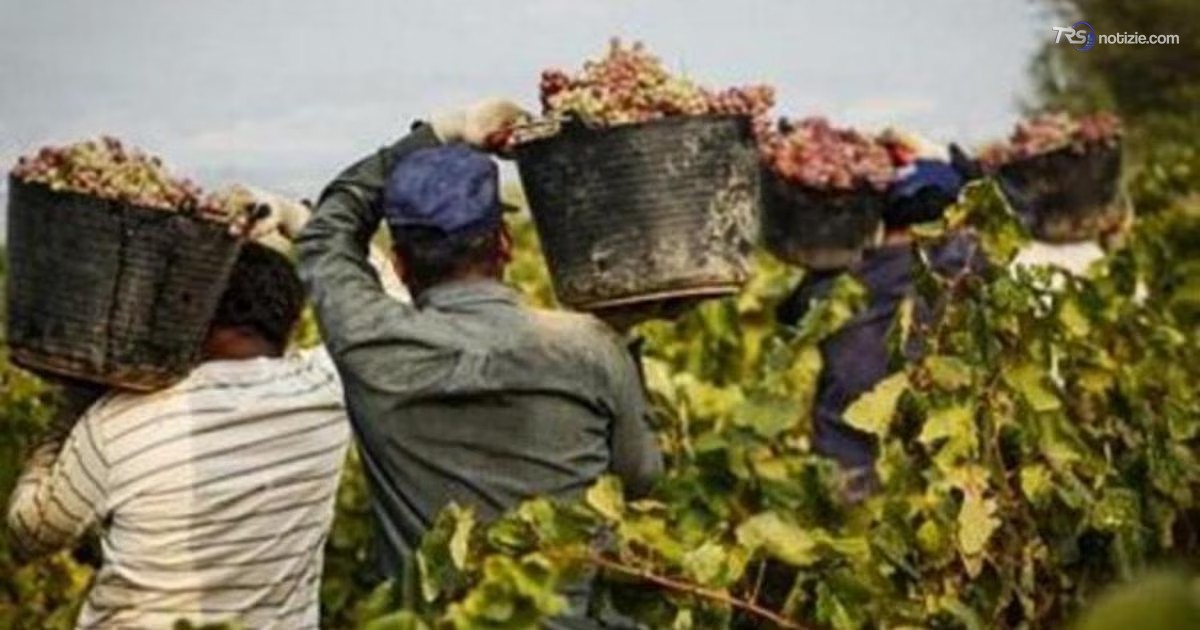 Braccianti sfruttati nel Casertano: 14 ore al giorno per un euro a cassetta