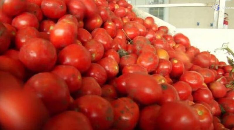 Allarme salmonella, in Puglia stop al consumo di pomodori freschi nelle scuole