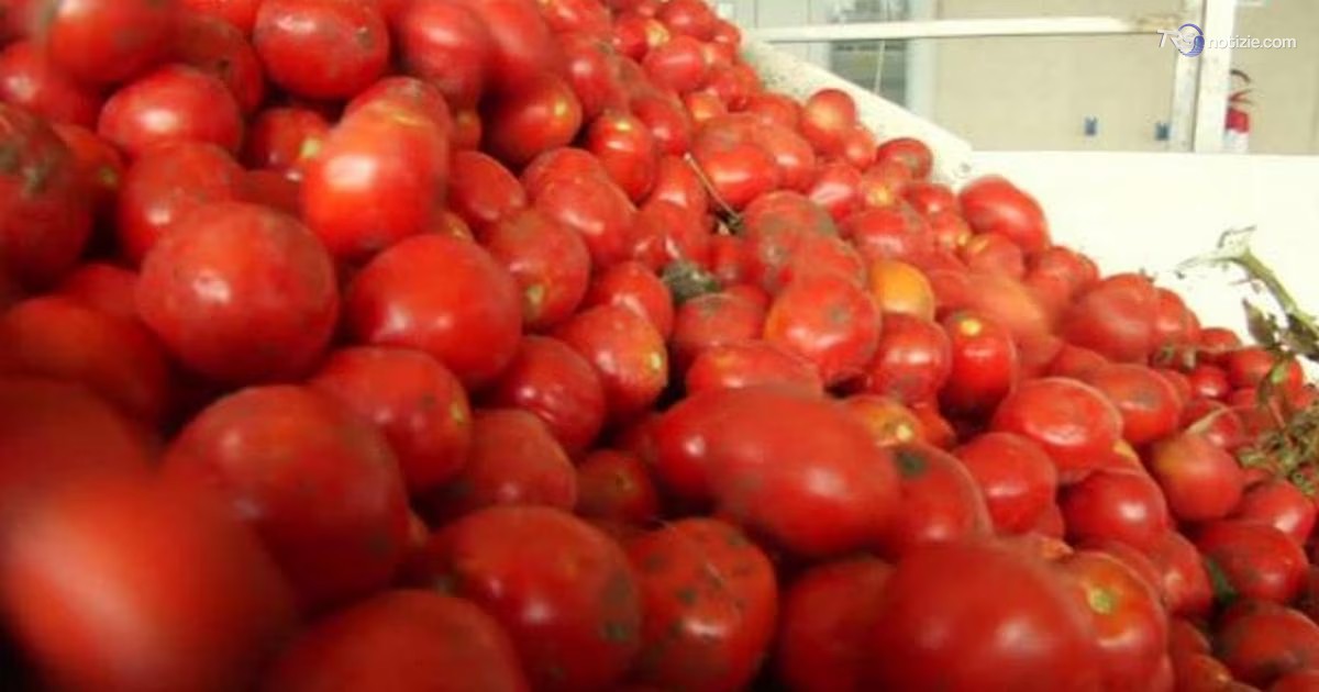 Allarme salmonella, in Puglia stop al consumo di pomodori freschi nelle scuole