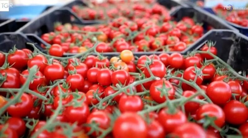 Salmonella e pomodorini, richiamato un lotto da Gela ma il rischio sembra rientrato