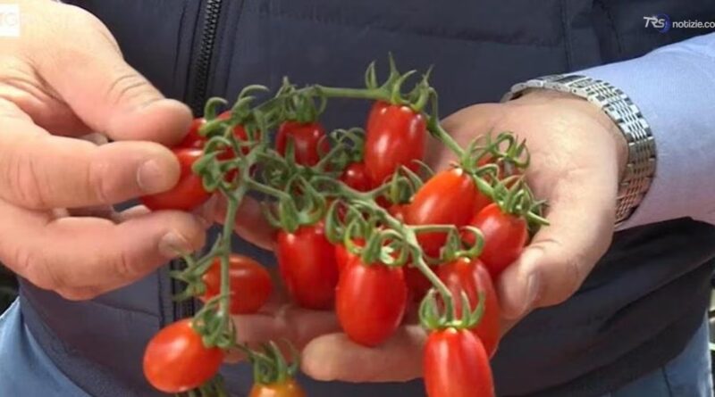 Controlli rafforzati sul pomodorino coltivato a Gela