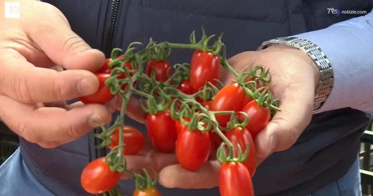 Controlli rafforzati sul pomodorino coltivato a Gela