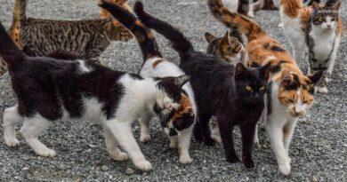 Sedico, 51 gatti spariti in poche settimane: i Forestali indagano tra lupi e ipotesi di un killer