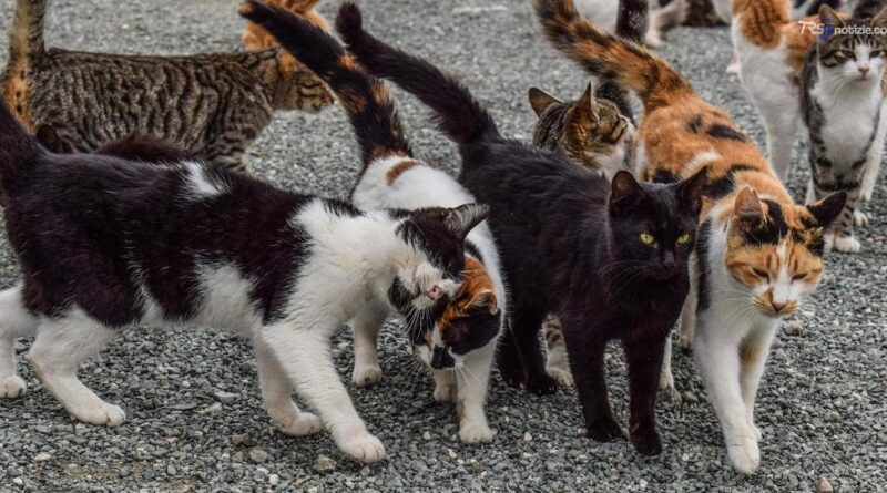 Sedico, 51 gatti spariti in poche settimane: i Forestali indagano tra lupi e ipotesi di un killer