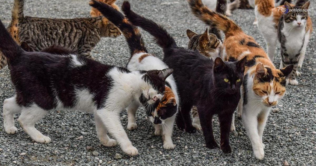 Sedico, 51 gatti spariti in poche settimane: i Forestali indagano tra lupi e ipotesi di un killer